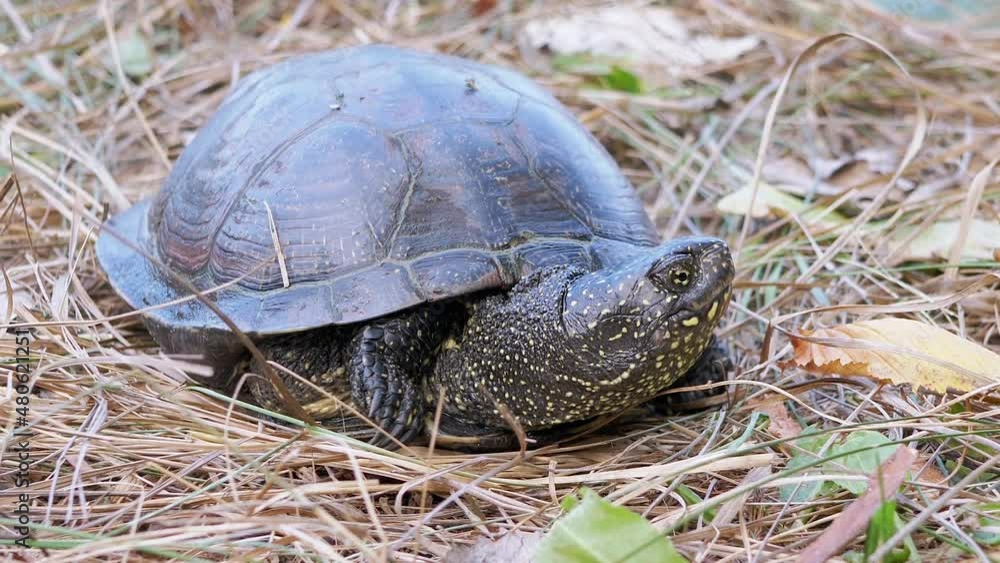 European Pond Turtle Sits in Dry Grass in Deciduous Forest. River turtle pokes neck out of shell, slowly moves paws. A reptile with powerful claws, spotted head in wild habitat. Zoom. Slow motion. European Pond Turtle Sits in Dry Grass in Deciduous Forest. River turtle pokes neck out of shell, slowly moves paws. A reptile with powerful claws, spotted head in wild habitat. Zoom. Slow motion.