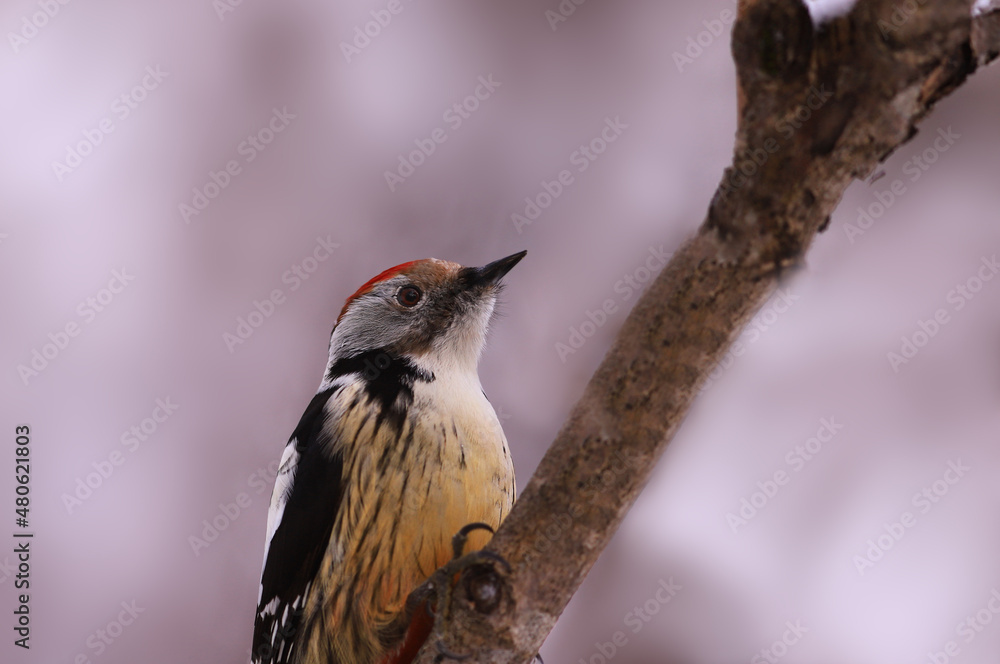 A mottled woodpecker on a branch. Portrait. A mottled woodpecker on a branch. Portrait.
