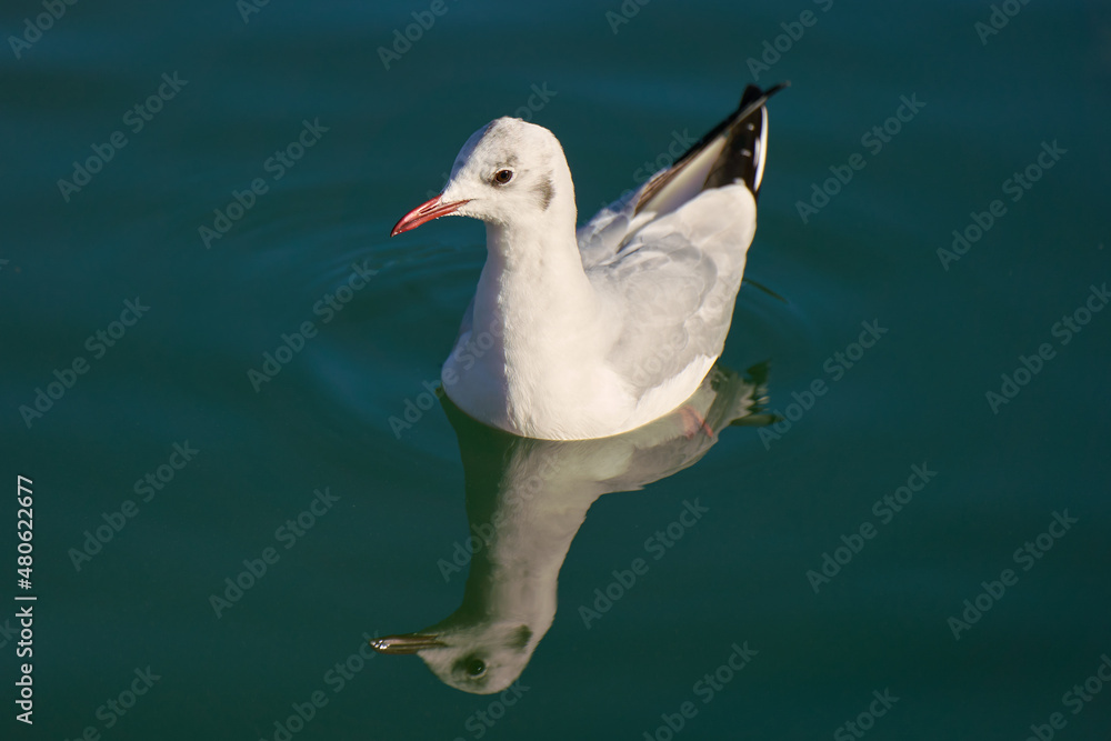 Seagull swimming in a pond of a city park Seagull swimming in a pond of a city park