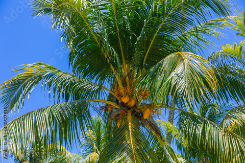 Palm trees on a sunny tropical beach on the Seychelles islands. Summer holidays.
