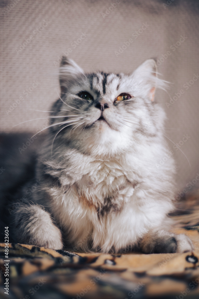 beautiful grey cat of the Persian exotic breed