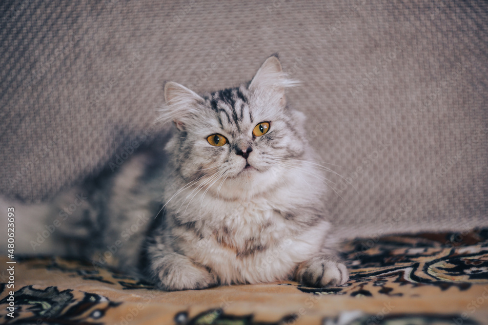 beautiful grey cat of the Persian exotic breed