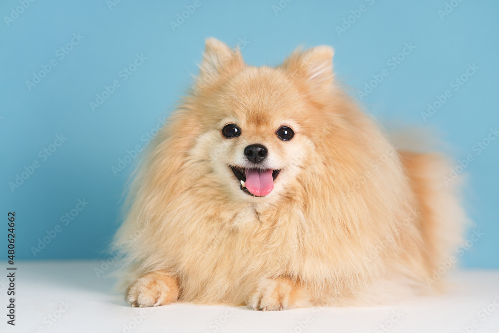 Portrait of beautiful cute German Pomeranian Spitz dog, happy positive cheerful puppy looking at camera on blue background. Lovely pet, small playful smiling adorable doggy with open mouth tongue out Portrait of beautiful cute German Pomeranian Spitz dog, happy positive cheerful puppy looking at camera on blue background. Lovely pet, small playful smiling adorable doggy with open mouth tongue out