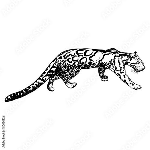 Leopard  wild cat. Hand drawn sketch of clouded leopard. Vector.