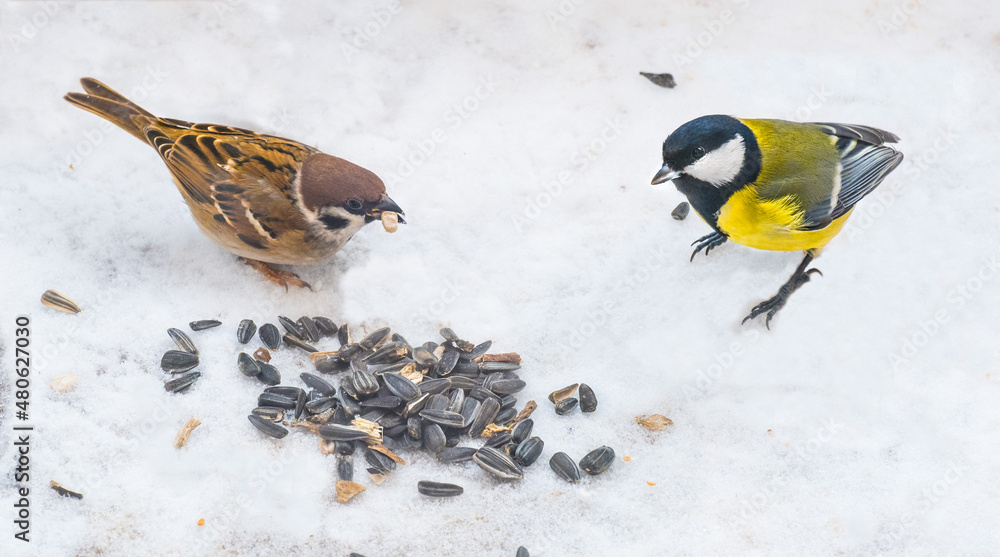 great tit and sparrow and sunflower seeds on the snow in winter. Feed the birds in winter.