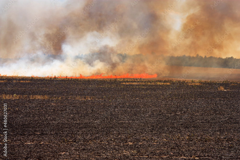 Fototapeta premium A burning agricultural field in hot summer weather. Dry wind blows the flames of fire across the fields of farmers