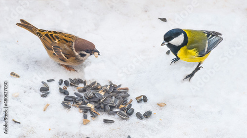 Obraz na płótnie great tit and sparrow and sunflower seeds on the snow in winter. Feed the birds in winter. w salonie