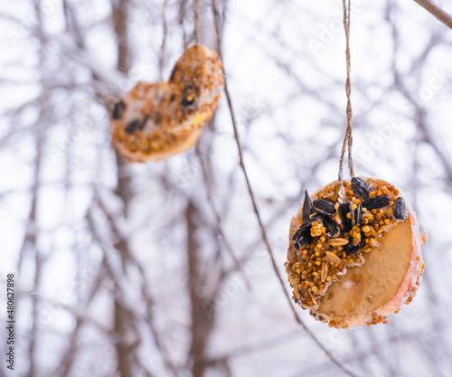 Homemade bird feeder in winter from seeds on apples and pumpkins.