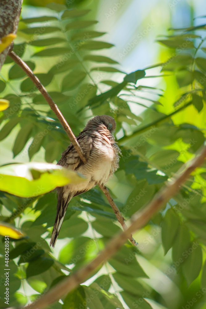 Photos Zebra Dove on a branch, Geopelia striata, Praslin, Seychelles