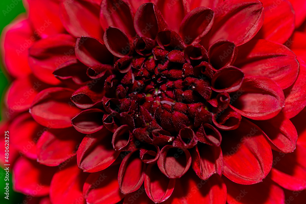 red dahlia flower red dahlia flower
