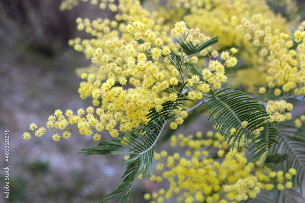 Obraz premium Mimosa blooming with the yellow flowers in spring park