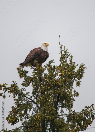 Bald eagle in pine evergreen tree