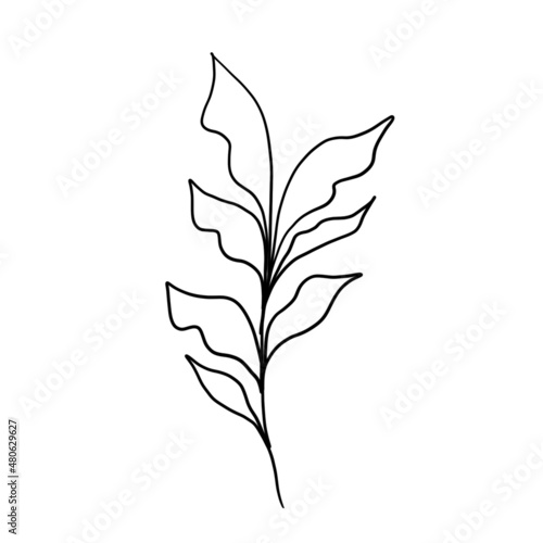 Minimalistic line drawing. leaf line art. Botanical drawing illustration by hand. beautiful idea for a postcard  a postcard. for home decor such as posters  wall art