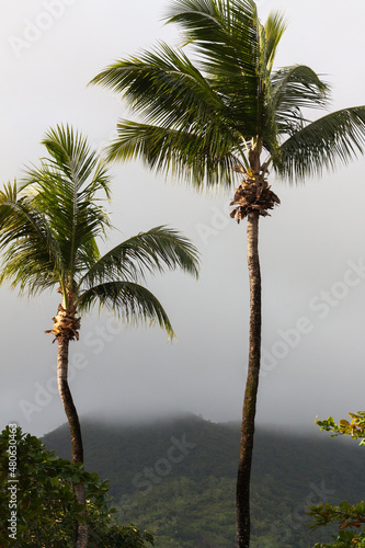 Palm trees in the fog, Mahe, Seychelles