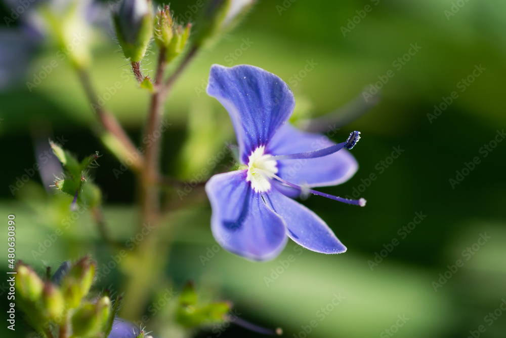 Small purple flower close-up (Veronica Сhamaedrys) Small purple flower close-up (Veronica Сhamaedrys)