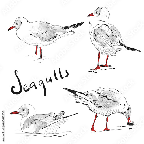 Seagulls sketch. Set of seagulls