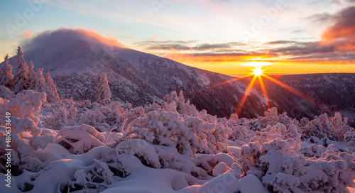 Sunrise in the Giant Mountains. Snow-covered bushes and trees in the sunlight. In the background Śniezka, the highest peak of the Karkonosze Mountains 