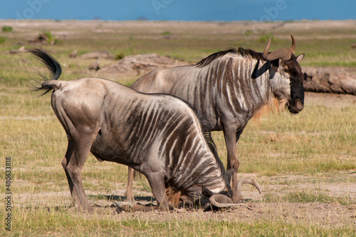 Kenya  Amboseli  wildebeest