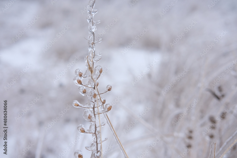 Freezing flower plant in ice on the snow meadow. . High horizontal quality photo Freezing flower plant in ice on the snow meadow. . High horizontal quality photo