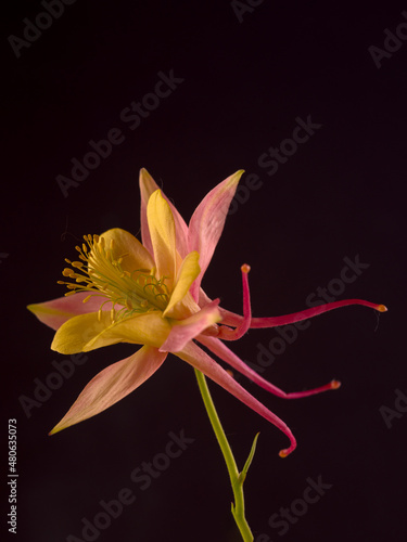 Beautiful Aquilegia glandulosa against dark background. Floral wallpaper with aquilegia flower.