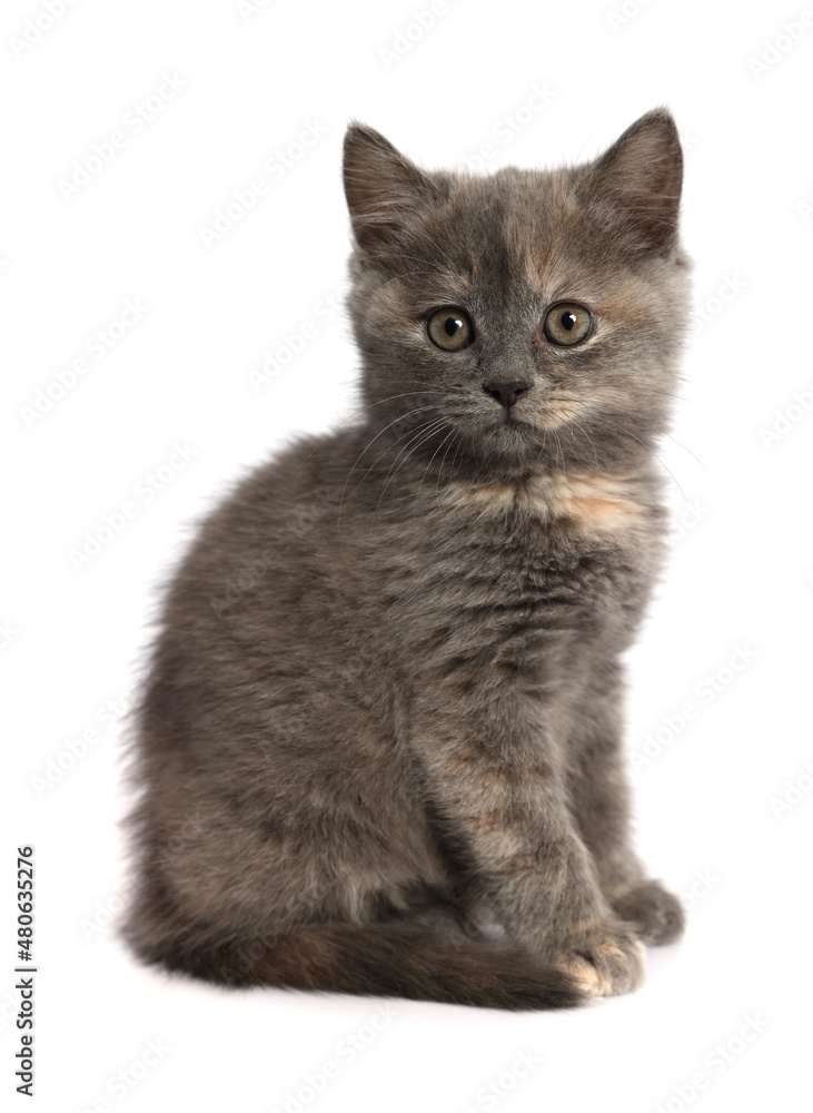 Cute fluffy kitten on light grey background