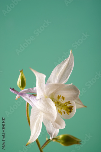Foto Beautiful Aquilegia glandulosa flowers against a color background