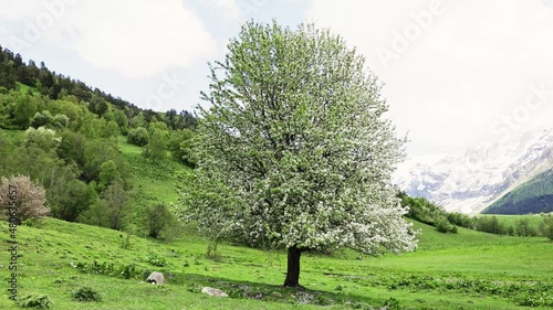Lonely tree with flowers in the spring maountains photo