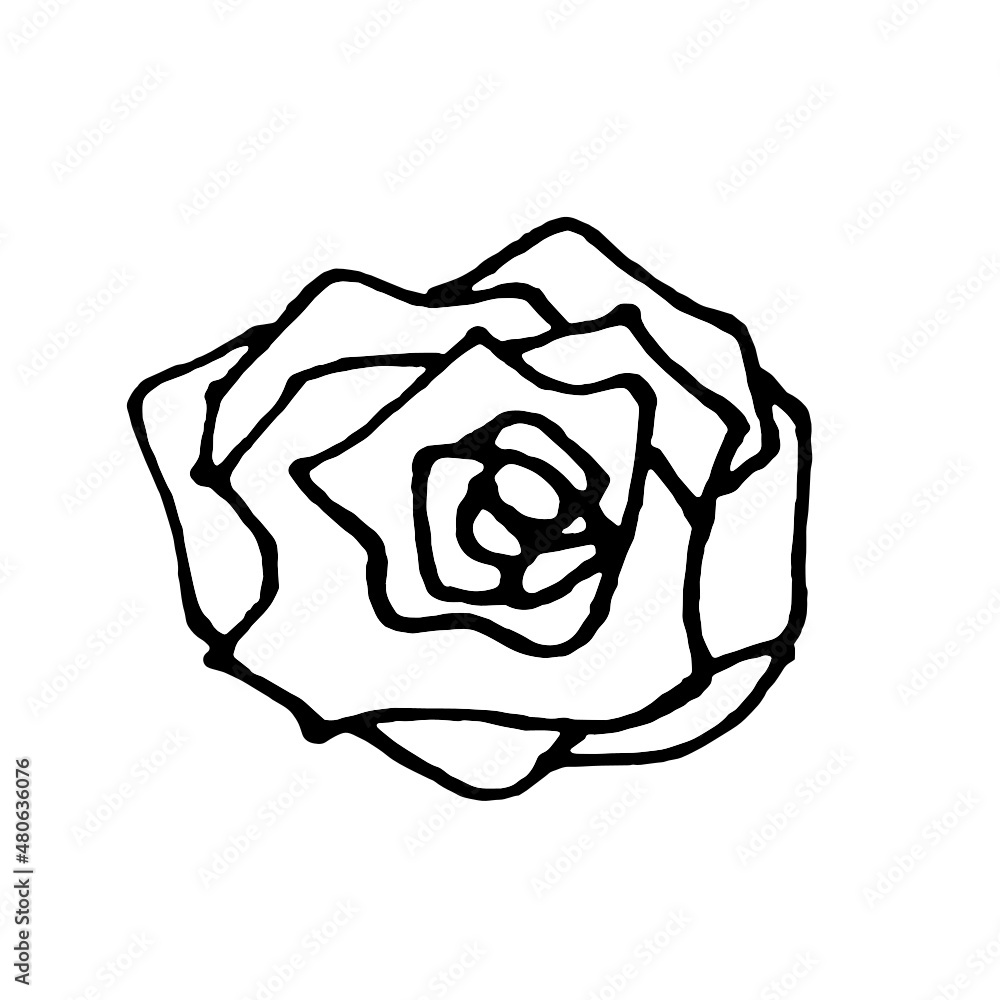 Blooming roses are used for decoration and background. Blooming roses are used for decoration and background.