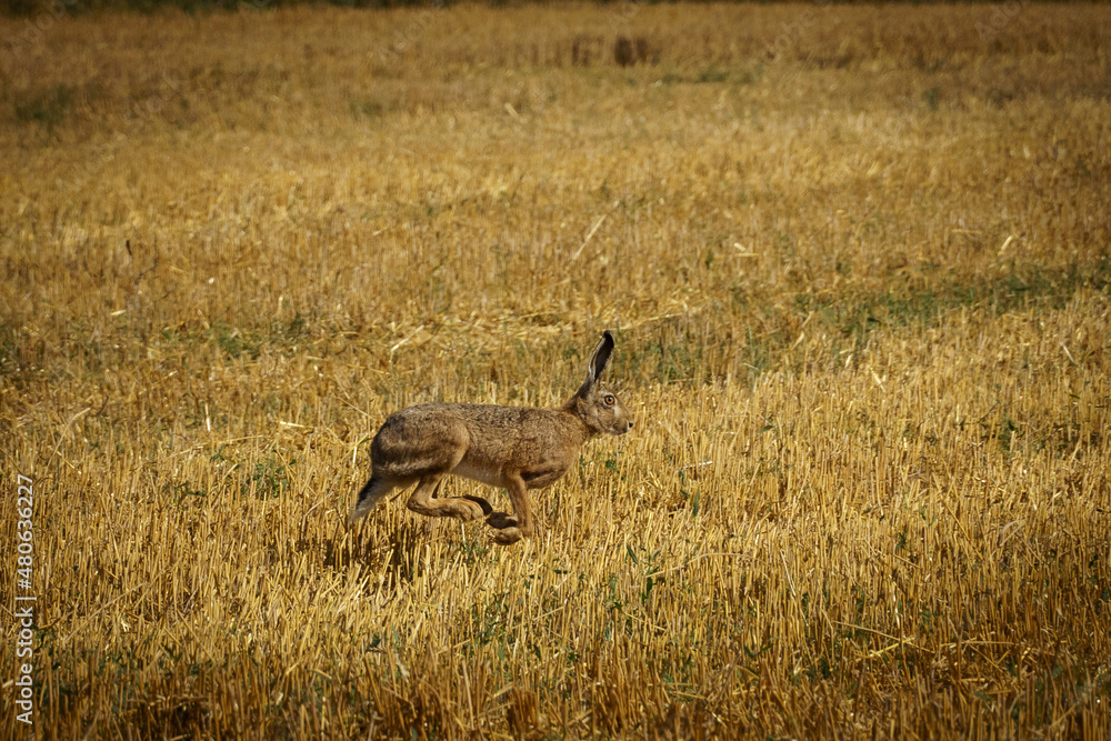 The bunny is running on a wheat field The bunny is running on a wheat field