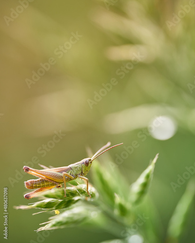 Ein kleiner Grashüpfer im Sonnenschein