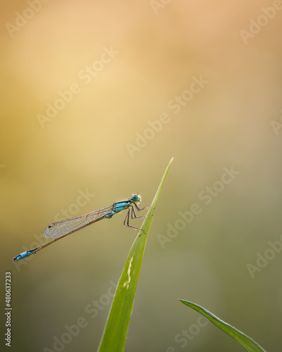 Diese wunderschöne Kleinliebelle konnte ich beim Sonnenuntergang einfangen. Diese Farben und Details faszinieren mich immer wieder