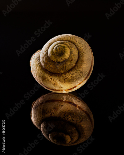 Das erleuchtende Schneckenhaus