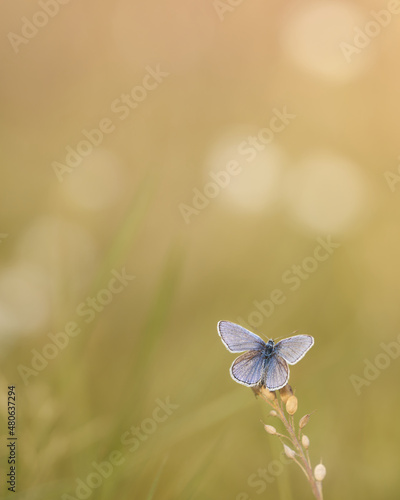 Lange habe ich nach einem Bläuling gesucht und an diesem Tag wurde mein Wunsch erfüllt