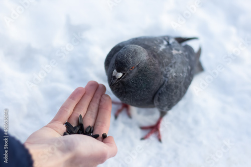 Fototapeta Naklejka Na Ścianę i Meble -  A guy feeds two pigeons from his hands in winter. Snow