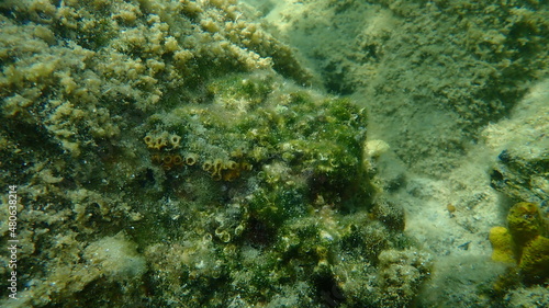 Cushion coral or Caespitose tube coral, pillow coral, cladocora (Cladocora caespitosa) undersea, Aegean Sea, Greece, Halkidiki