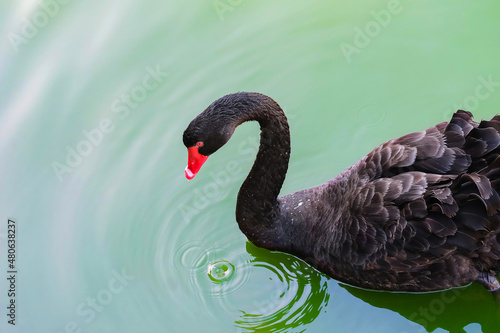 Black swan (lat. Cygnus atratus) swims in a pond