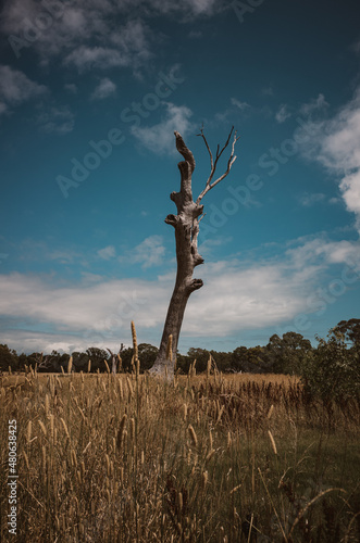 tree in the middle of a field