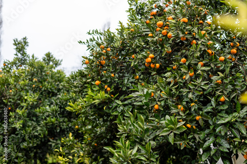 Tangerine tree with ripe orange tangerine fruits on branches