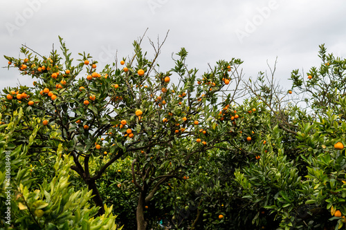 Tangerine tree with ripe orange tangerine fruits on branches