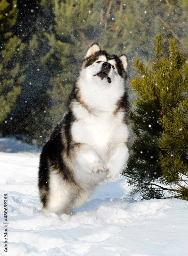 Alaskan Malamute, un grande cane da slitta che corre nella neve
