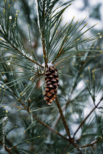 pinecones on a snowy tree