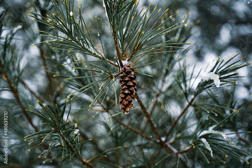 pinecones on a snowy tree