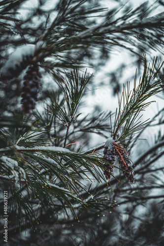 pinecones on a snowy tree