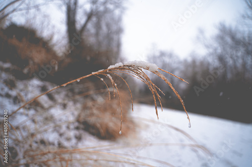 wheat next to a snowy trail