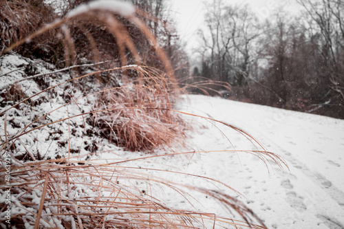 wheat next to a snowy trail