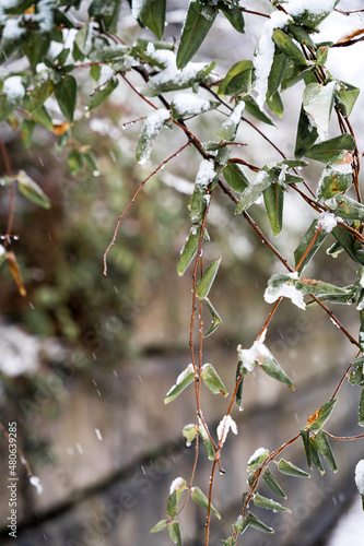 Snowy leaves by a stone wall