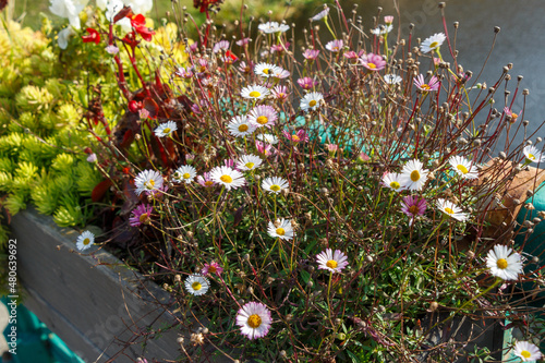 Different flowers in one box