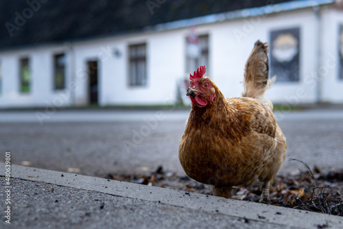 Chicken walks around the city