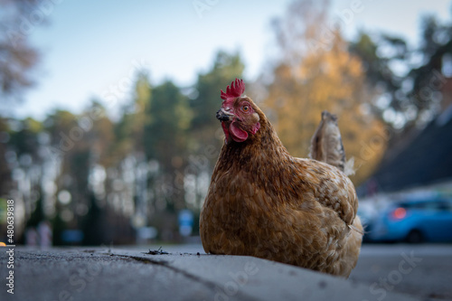 Chicken walks around the city