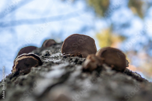 Mushrooms on a tree